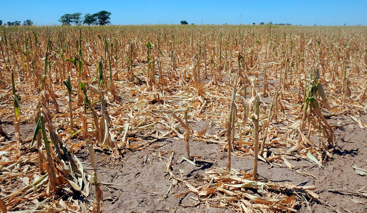 sequía maíz