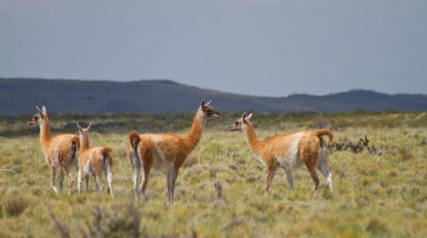Guanacos