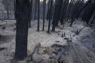 matias garay greenpeace argentina