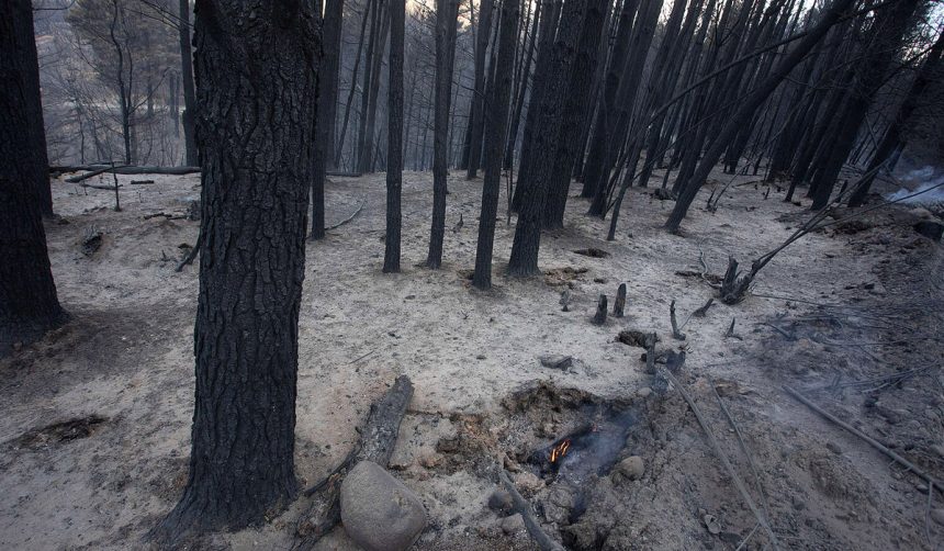 matias garay greenpeace argentina